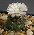 Нажмите на изображение для увеличения.

Название:	Gymnocalycium_andreae_STO394_IMG_3523.jpg
Просмотров:	300
Размер:	94.7 Кб
ID:	311020