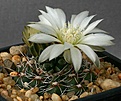 Нажмите на изображение для увеличения.

Название:	Gymnocalycium_altagraciense_STO223_IMG_3544.jpg
Просмотров:	304
Размер:	92.2 Кб
ID:	311021