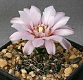 Нажмите на изображение для увеличения.

Название:	Gymnocalycium_erinaceum_STO390_IMG_3554.jpg
Просмотров:	298
Размер:	103.8 Кб
ID:	311022