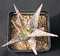 Нажмите на изображение для увеличения.

Название:	Aloe_Pink_Blush.jpg
Просмотров:	233
Размер:	135.1 Кб
ID:	311037