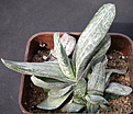 Нажмите на изображение для увеличения.

Название:	Gasteria_gracilis_Pink.jpg
Просмотров:	234
Размер:	135.8 Кб
ID:	311039