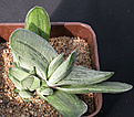 Нажмите на изображение для увеличения.

Название:	Gasteria_gracilis_Silver.jpg
Просмотров:	231
Размер:	140.3 Кб
ID:	311040
