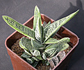Нажмите на изображение для увеличения.

Название:	Gasteria_Little_Warty.jpg
Просмотров:	238
Размер:	148.0 Кб
ID:	311042