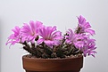 Нажмите на изображение для увеличения.

Название:	IMG_0841.jpg
Просмотров:	273
Размер:	46.4 Кб
ID:	311091