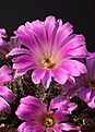 Нажмите на изображение для увеличения.

Название:	IMG_0854.jpg
Просмотров:	270
Размер:	73.2 Кб
ID:	311093