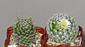 Нажмите на изображение для увеличения.

Название:	Mammillaria duwei P301 001.jpg
Просмотров:	280
Размер:	171.4 Кб
ID:	311113