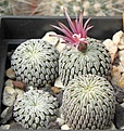 Нажмите на изображение для увеличения.

Название:	Turbinicarpus_pseudopectinatus.jpg
Просмотров:	267
Размер:	234.8 Кб
ID:	311119