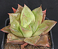 Нажмите на изображение для увеличения.

Название:	Haworthia_retusa_geraldii.jpg
Просмотров:	141
Размер:	119.0 Кб
ID:	311145