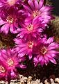 Нажмите на изображение для увеличения.

Название:	IMG_0982.jpg
Просмотров:	199
Размер:	106.4 Кб
ID:	311151