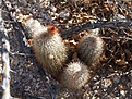 Нажмите на изображение для увеличения.

Название:	E_cer.sciurus.jpg
Просмотров:	146
Размер:	132.1 Кб
ID:	311226