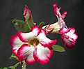 Нажмите на изображение для увеличения.

Название:	Adenium_My_Contry.jpg
Просмотров:	173
Размер:	95.6 Кб
ID:	311249