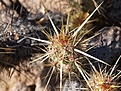 Нажмите на изображение для увеличения.

Название:	Echinocereusbarthelowanus.jpg
Просмотров:	161
Размер:	103.4 Кб
ID:	311282