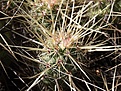 Нажмите на изображение для увеличения.

Название:	Echinocereusbarthelowanus.jpg
Просмотров:	146
Размер:	117.9 Кб
ID:	311287