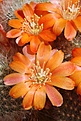 Нажмите на изображение для увеличения.

Название:	IMG_1003.jpg
Просмотров:	194
Размер:	92.3 Кб
ID:	311296