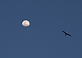 Нажмите на изображение для увеличения.

Название:	Moon.jpg
Просмотров:	171
Размер:	78.1 Кб
ID:	311311