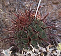Нажмите на изображение для увеличения.

Название:	Ferocactustownsendianus.jpg
Просмотров:	169
Размер:	145.0 Кб
ID:	311316