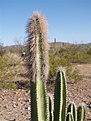 Нажмите на изображение для увеличения.

Название:	Lophocereus.jpg
Просмотров:	157
Размер:	59.1 Кб
ID:	311317