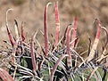 Нажмите на изображение для увеличения.

Название:	Ferocactustownsendianus.jpg
Просмотров:	178
Размер:	90.2 Кб
ID:	311318