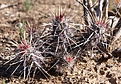 Нажмите на изображение для увеличения.

Название:	Echinocereusbarthelowanus.jpg
Просмотров:	168
Размер:	146.2 Кб
ID:	311319