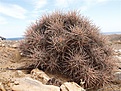 Нажмите на изображение для увеличения.

Название:	Echinocereushancockii.jpg
Просмотров:	142
Размер:	141.2 Кб
ID:	311331