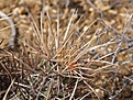 Нажмите на изображение для увеличения.

Название:	Echinocereushancockii.jpg
Просмотров:	141
Размер:	104.2 Кб
ID:	311333