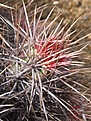 Нажмите на изображение для увеличения.

Название:	Echinocereushancockii.jpg
Просмотров:	158
Размер:	77.5 Кб
ID:	311335