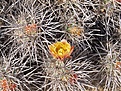 Нажмите на изображение для увеличения.

Название:	Echinocereushancockiifl.jpg
Просмотров:	135
Размер:	169.8 Кб
ID:	311338