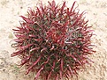 Нажмите на изображение для увеличения.

Название:	Ferocactuscoloratus.jpg
Просмотров:	138
Размер:	126.0 Кб
ID:	311353