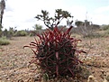 Нажмите на изображение для увеличения.

Название:	Ferocactuscoloratus.jpg
Просмотров:	135
Размер:	96.8 Кб
ID:	311354