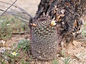 Нажмите на изображение для увеличения.

Название:	Mam.dioica.jpg
Просмотров:	133
Размер:	114.5 Кб
ID:	311355
