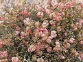 Нажмите на изображение для увеличения.

Название:	Flowers.jpg
Просмотров:	130
Размер:	142.1 Кб
ID:	311363