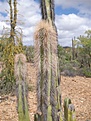 Нажмите на изображение для увеличения.

Название:	Lophocereus.jpg
Просмотров:	156
Размер:	66.9 Кб
ID:	311367