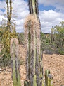 Нажмите на изображение для увеличения.

Название:	Lophocereus.jpg
Просмотров:	139
Размер:	66.9 Кб
ID:	311367