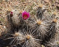 Нажмите на изображение для увеличения.

Название:	Echinocereusferreirianus.jpg
Просмотров:	131
Размер:	213.3 Кб
ID:	311385