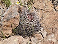 Нажмите на изображение для увеличения.

Название:	Echinocereuslindsayi.jpg
Просмотров:	124
Размер:	175.0 Кб
ID:	311406