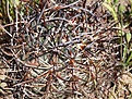 Нажмите на изображение для увеличения.

Название:	EchinocereuslindsayiBEST.jpg
Просмотров:	123
Размер:	155.7 Кб
ID:	311407