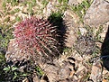 Нажмите на изображение для увеличения.

Название:	Echinocereuslindsayi+Feracantodes.jpg
Просмотров:	129
Размер:	203.9 Кб
ID:	311408