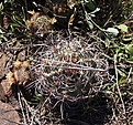 Нажмите на изображение для увеличения.

Название:	Echinocereuslindsayi+Mam.dioica.jpg
Просмотров:	116
Размер:	222.0 Кб
ID:	311409