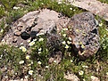 Нажмите на изображение для увеличения.

Название:	Echinocereuslindsayihabitat.jpg
Просмотров:	127
Размер:	203.3 Кб
ID:	311410