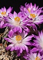 Нажмите на изображение для увеличения.

Название:	IMG_1107.jpg
Просмотров:	189
Размер:	70.5 Кб
ID:	311418