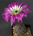 Нажмите на изображение для увеличения.

Название:	Echinocereus_chisoensis_v_fobeanus_HK303_IMG_5286-1.jpg
Просмотров:	343
Размер:	99.7 Кб
ID:	311435