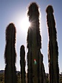 Нажмите на изображение для увеличения.

Название:	Lophocereus.jpg
Просмотров:	164
Размер:	46.1 Кб
ID:	311451