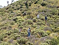 Нажмите на изображение для увеличения.

Название:	Bergerocactusemoryihabitat.jpg
Просмотров:	162
Размер:	172.8 Кб
ID:	311462
