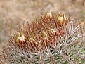 Нажмите на изображение для увеличения.

Название:	Ferocactusviridescensfl.jpg
Просмотров:	139
Размер:	75.6 Кб
ID:	311472