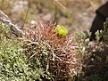 Нажмите на изображение для увеличения.

Название:	Ferocactusviridescens.jpg
Просмотров:	151
Размер:	128.9 Кб
ID:	311473