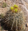 Нажмите на изображение для увеличения.

Название:	Ferocactusviridescens2.jpg
Просмотров:	153
Размер:	107.8 Кб
ID:	311474