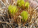 Нажмите на изображение для увеличения.

Название:	Ferocactusviridescensfl2.jpg
Просмотров:	150
Размер:	116.9 Кб
ID:	311475