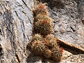 Нажмите на изображение для увеличения.

Название:	Ferocactusviridescensseedlings.jpg
Просмотров:	155
Размер:	158.6 Кб
ID:	311476