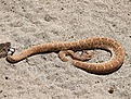 Нажмите на изображение для увеличения.

Название:	snake2.jpg
Просмотров:	131
Размер:	195.3 Кб
ID:	311478
