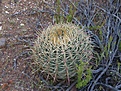 Нажмите на изображение для увеличения.

Название:	Ferocactusviridescens2.jpg
Просмотров:	137
Размер:	149.2 Кб
ID:	311482